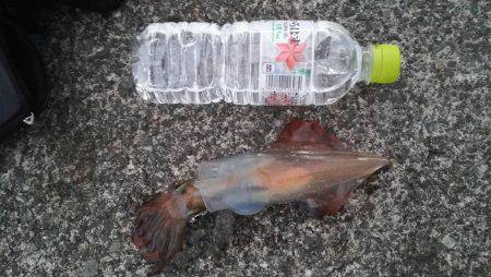 ソウダばっかりなので釣り方をかえてみた